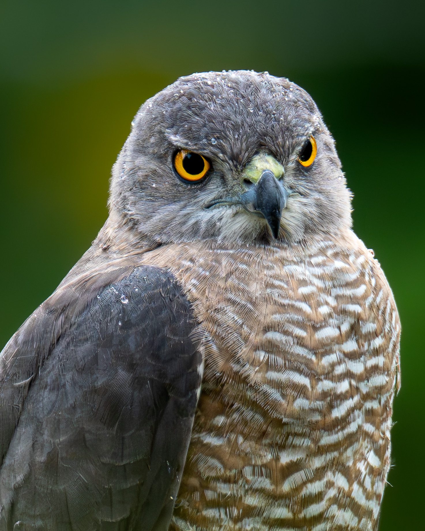 Épervier shikra, Sri Lanka