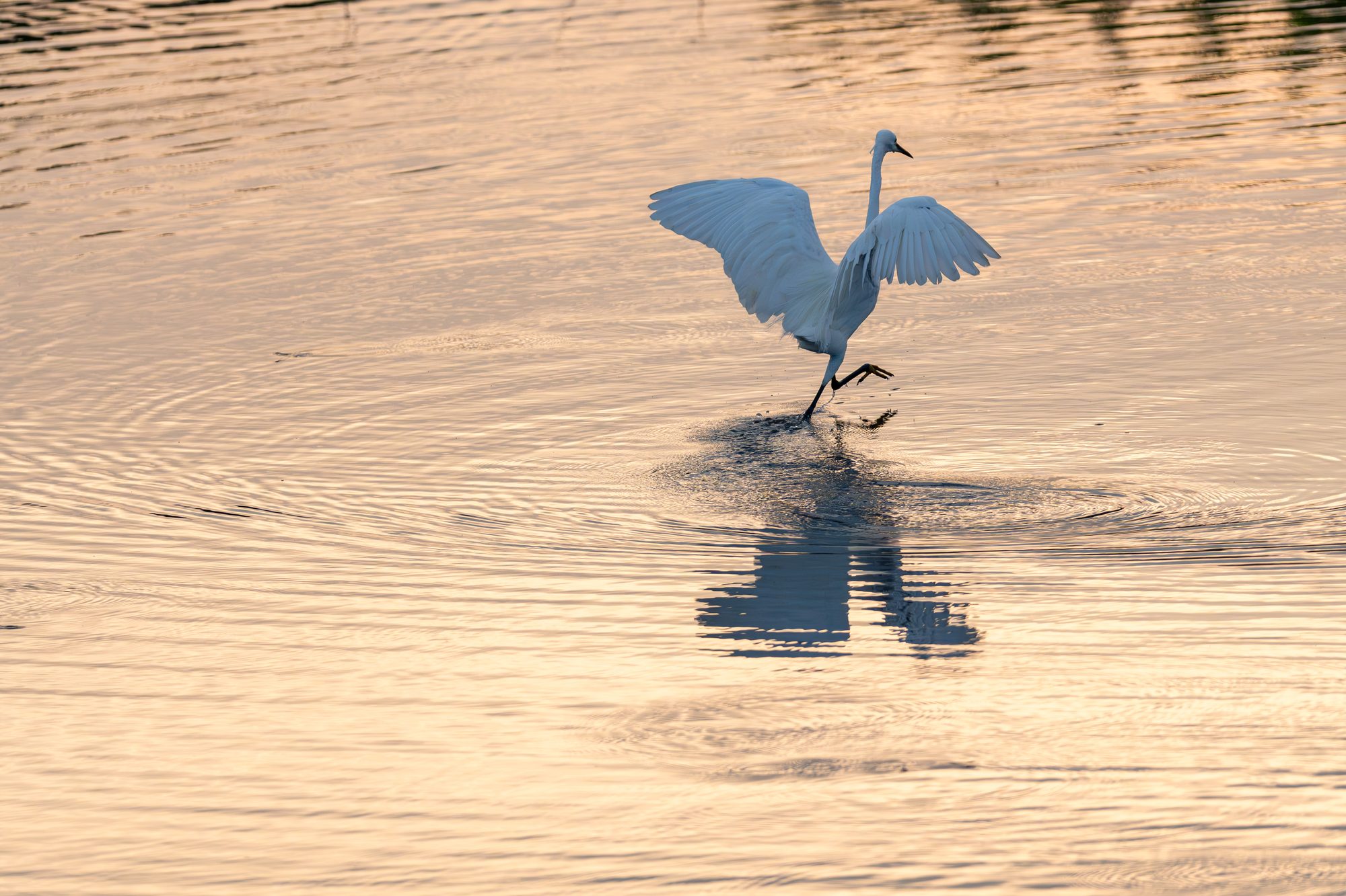 Grande aigrette, Sri Lanka