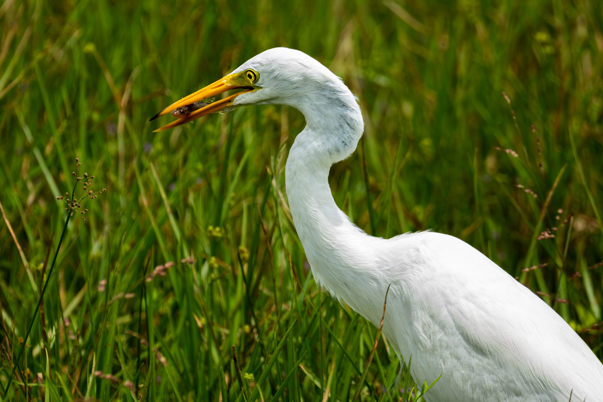 Grande aigrette, Sri Lanka