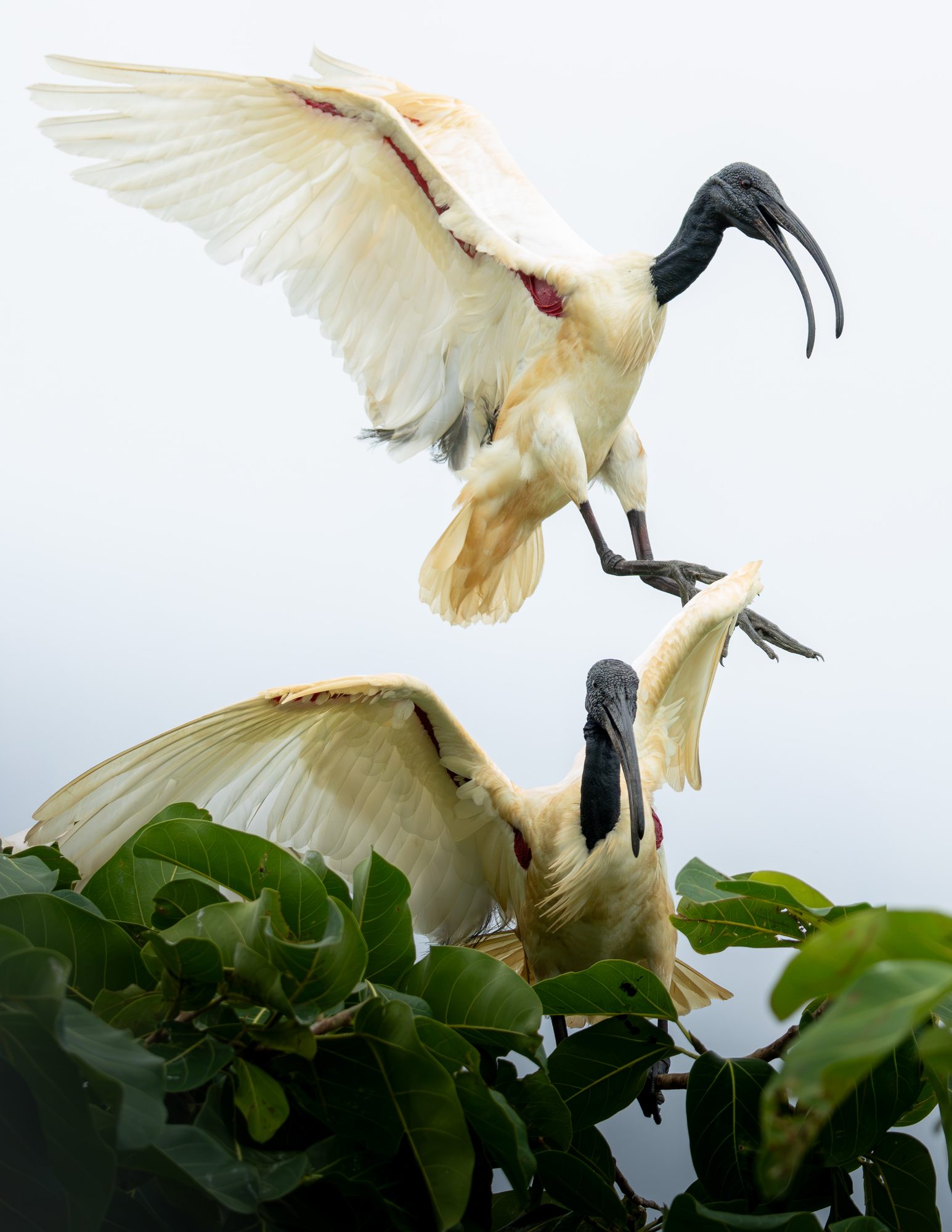 Ibis à tête noire, Sri Lanka