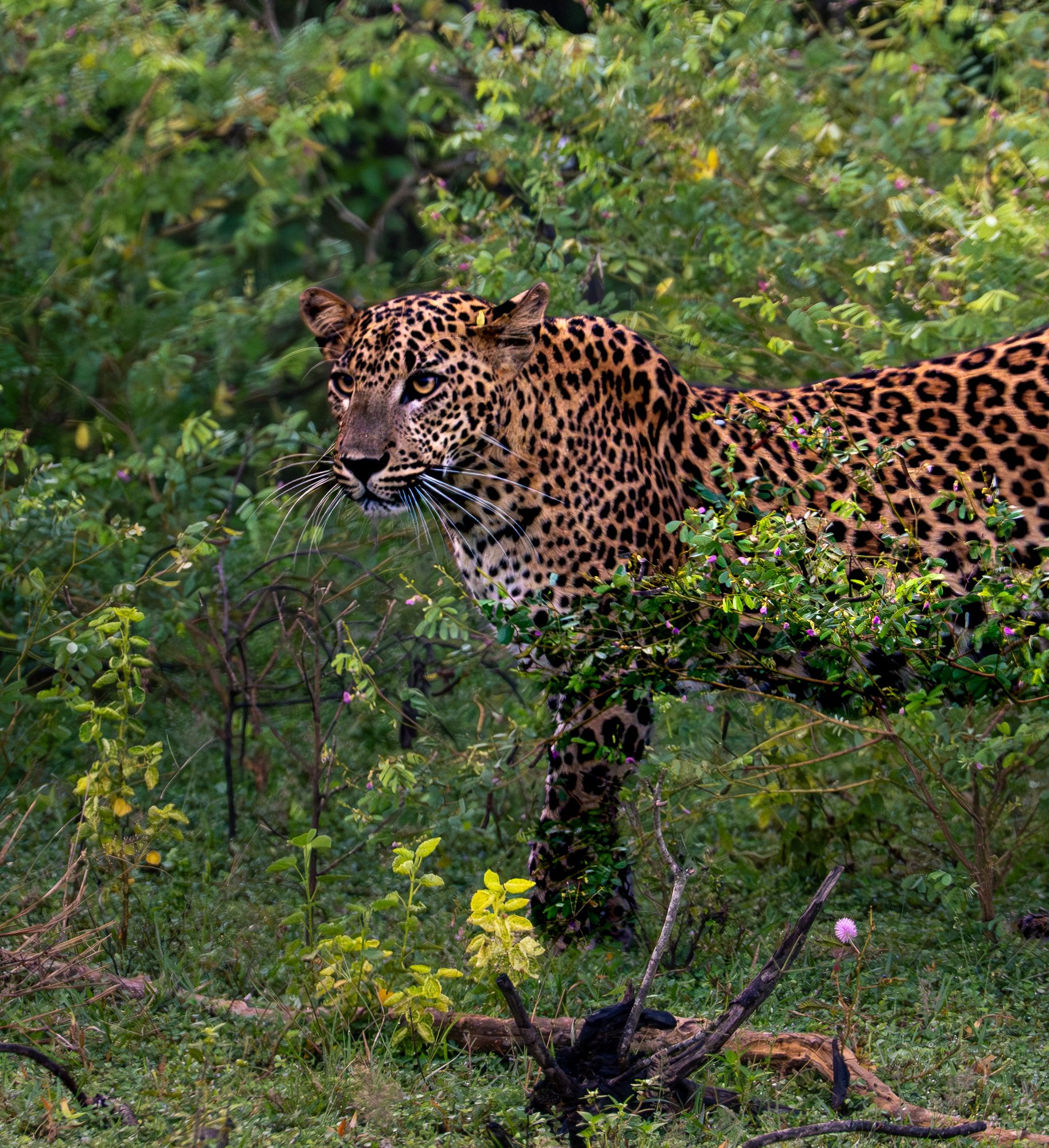 Léopard de Sri Lanka, Sri Lanka