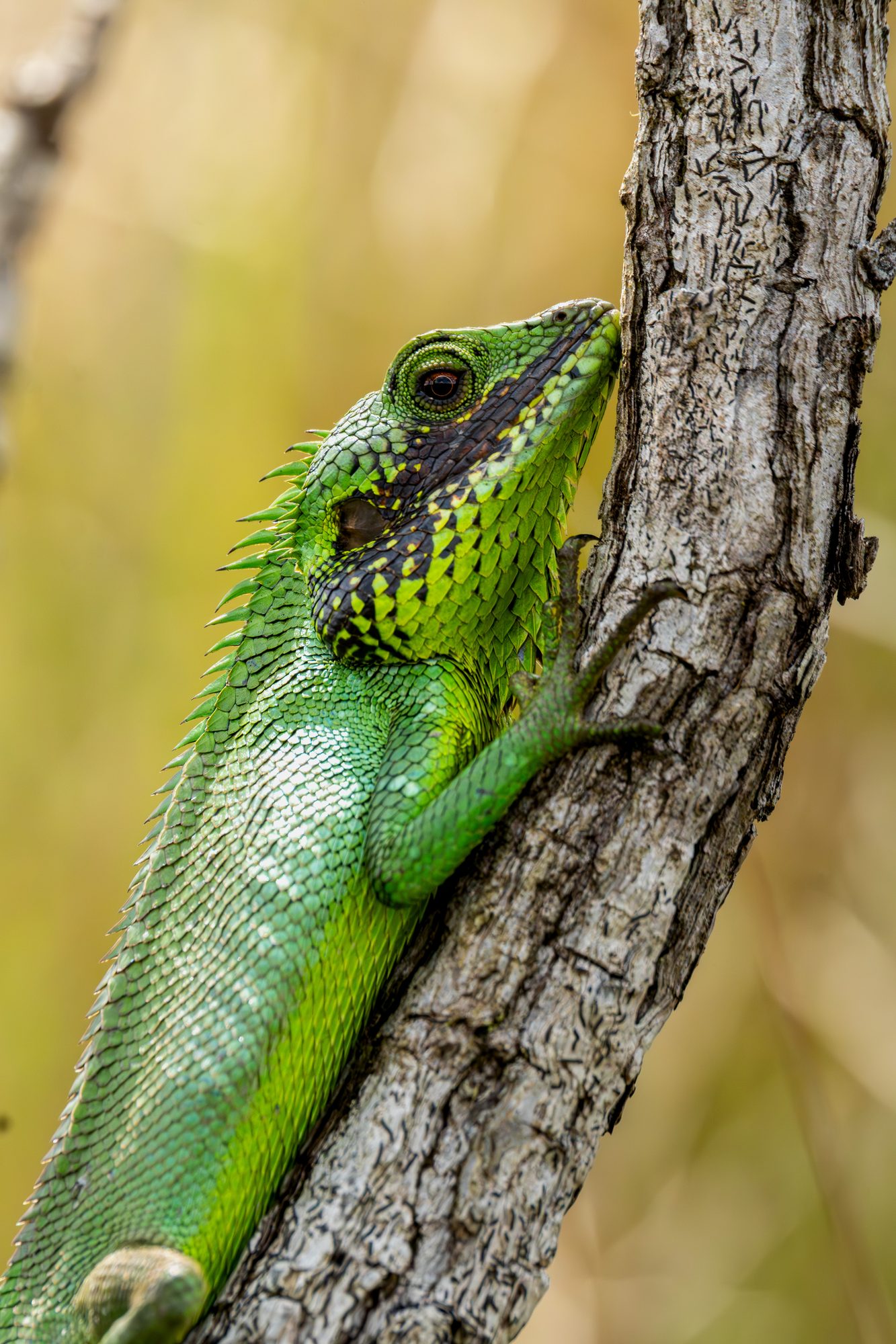 Agame vert, Sri Lanka