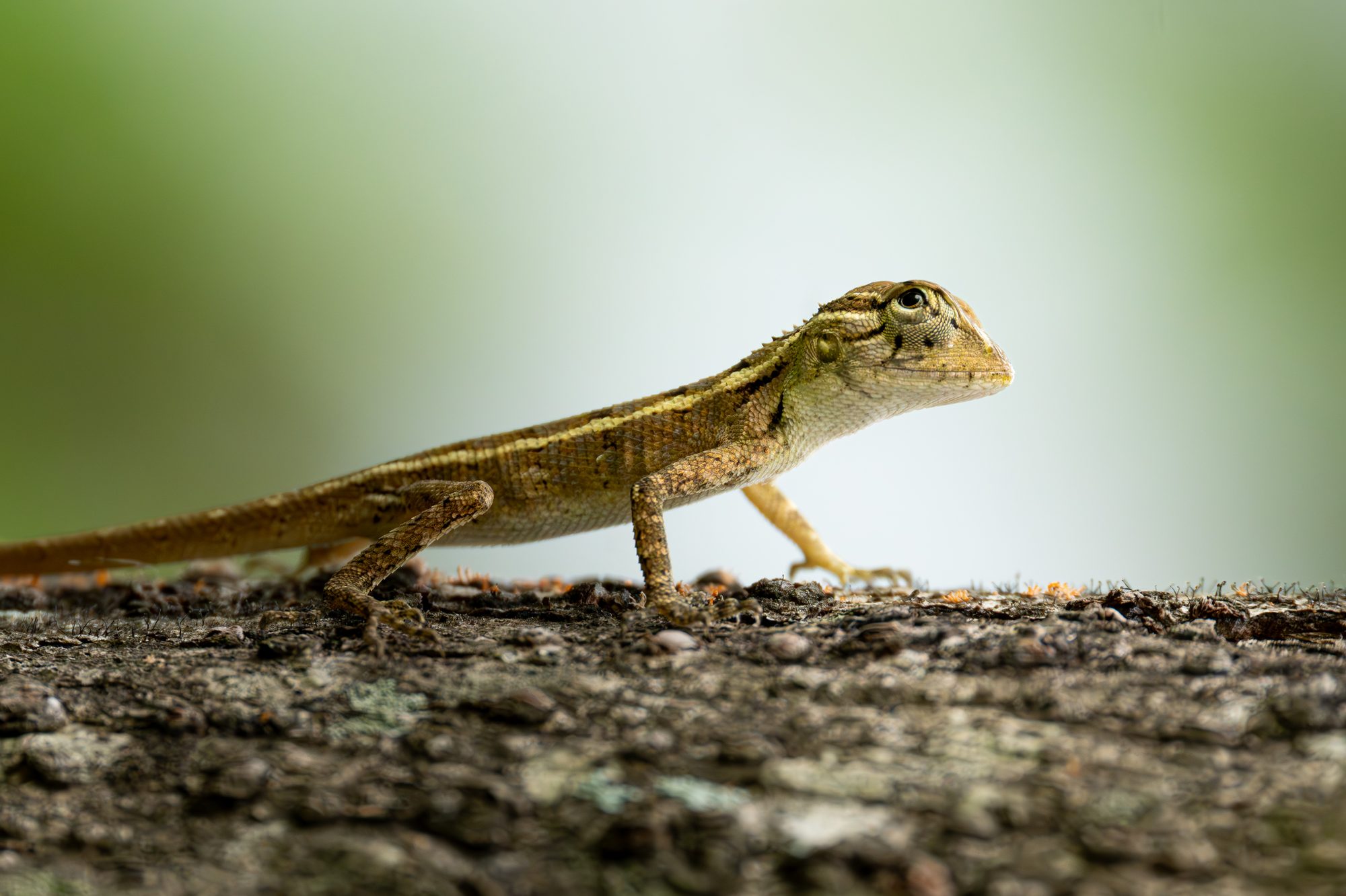Lézard kangourou de Sri Lanka, Sri Lanka