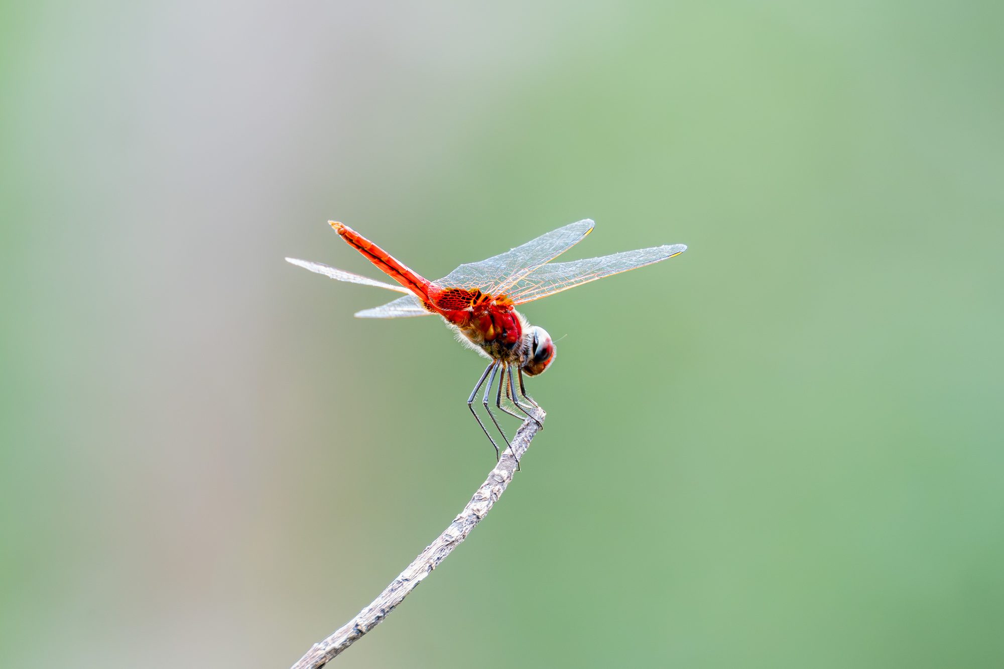 Libellule écarlate, Sri Lanka