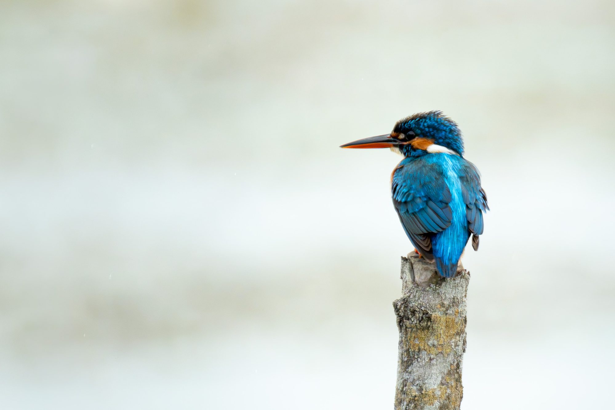 Martin-pêcheur d'Europe, Sri Lanka