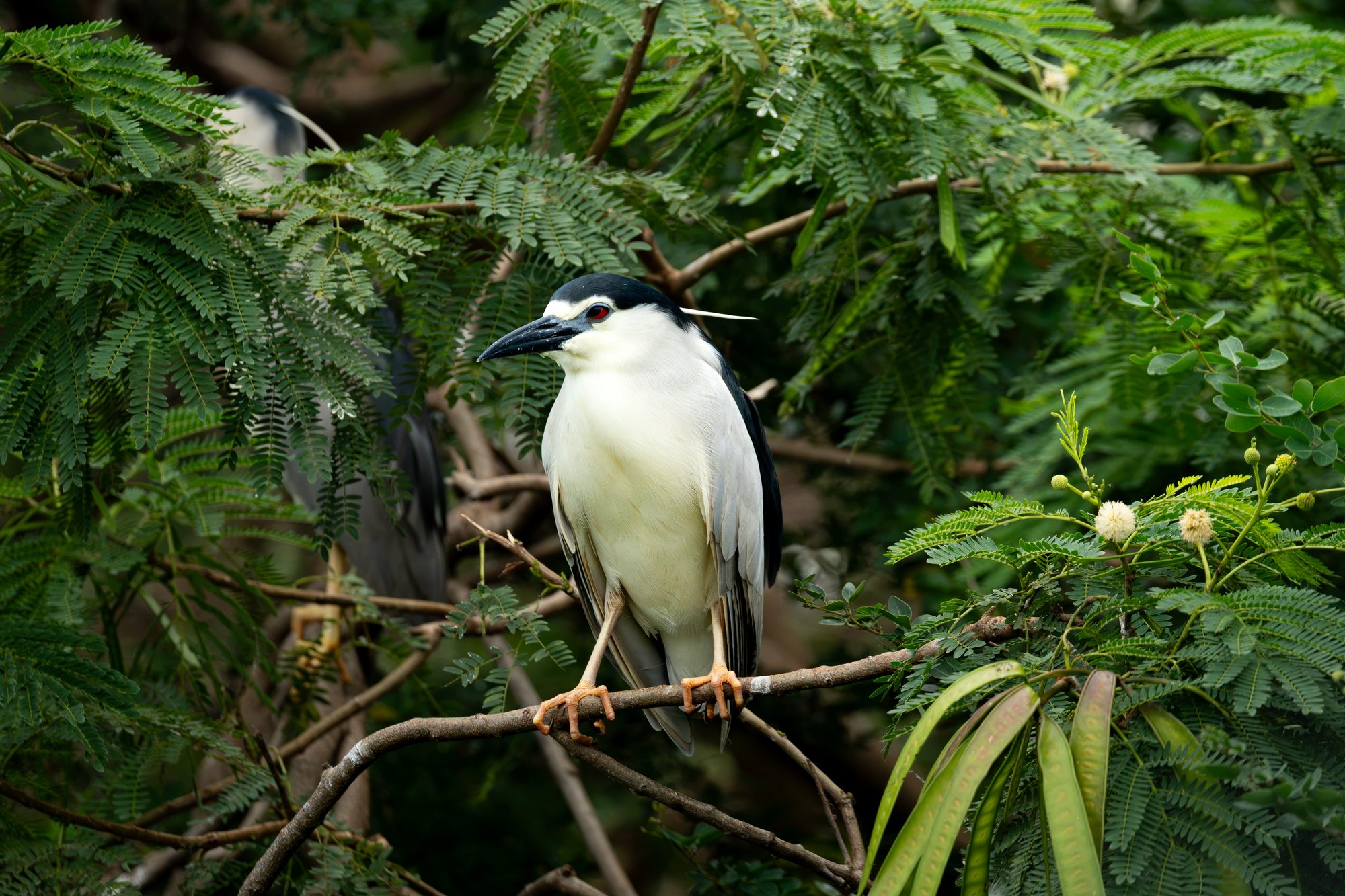 Bihoreau gris, Sri Lanka