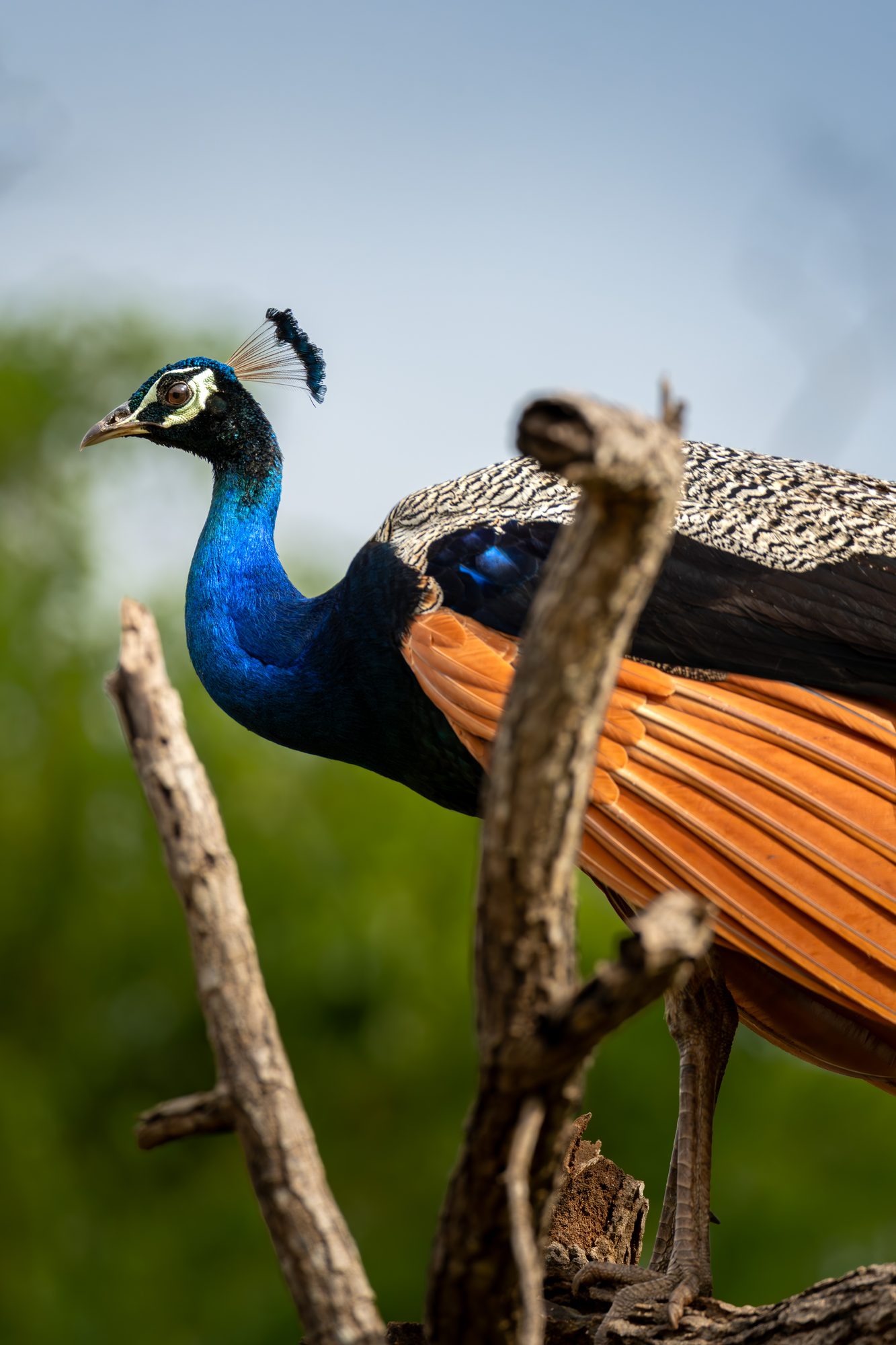 Paon bleu, Sri Lanka