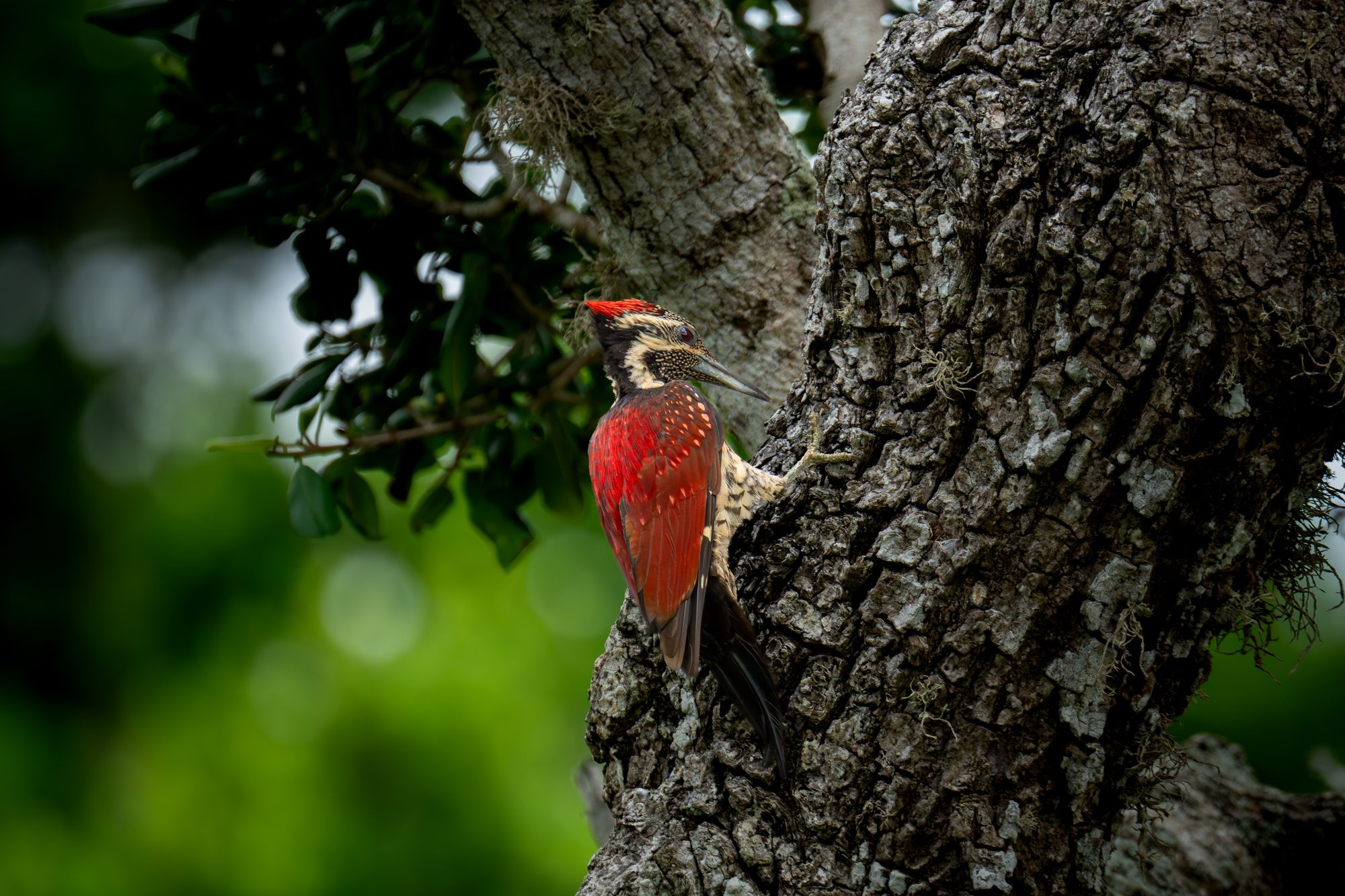 Pic flamboyant, Sri Lanka