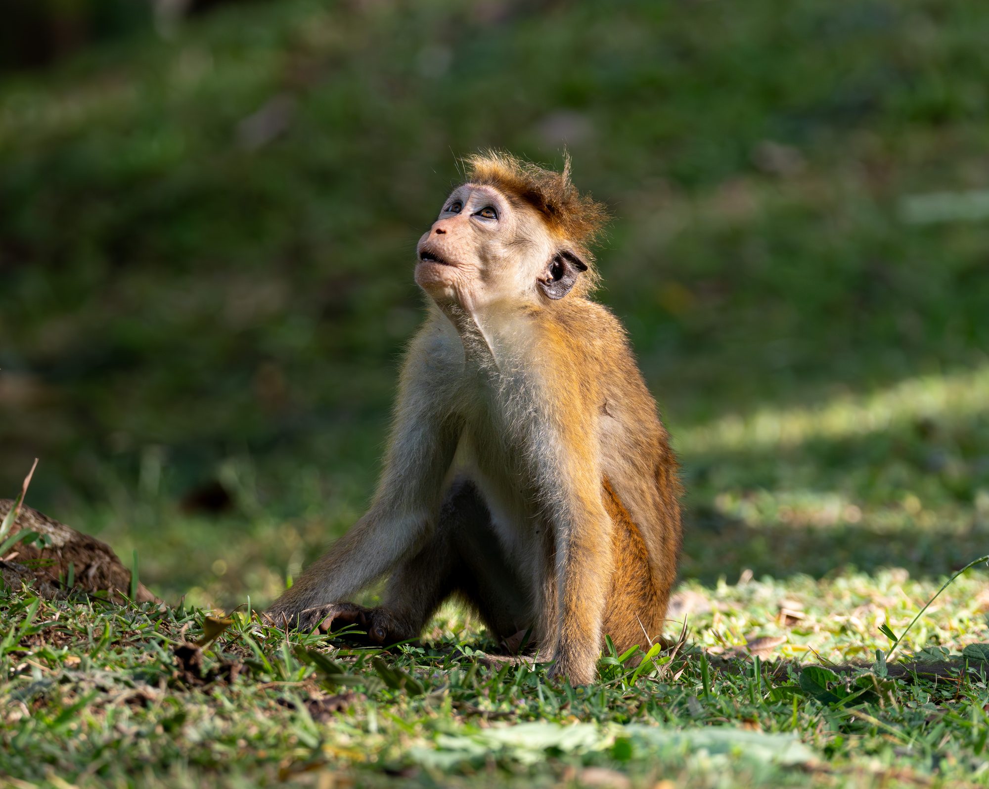 Macaque à toque, Sri Lanka