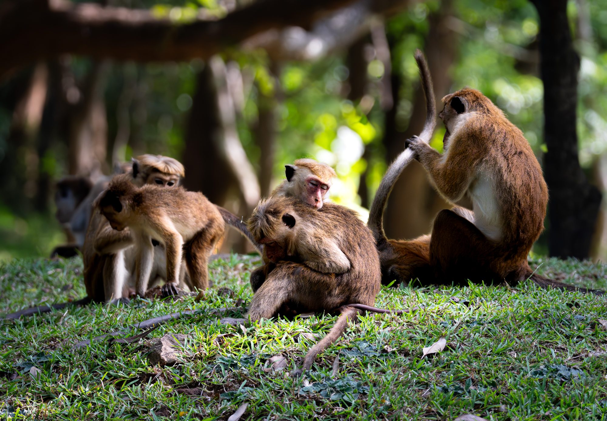 Macaques à toque, Sri Lanka