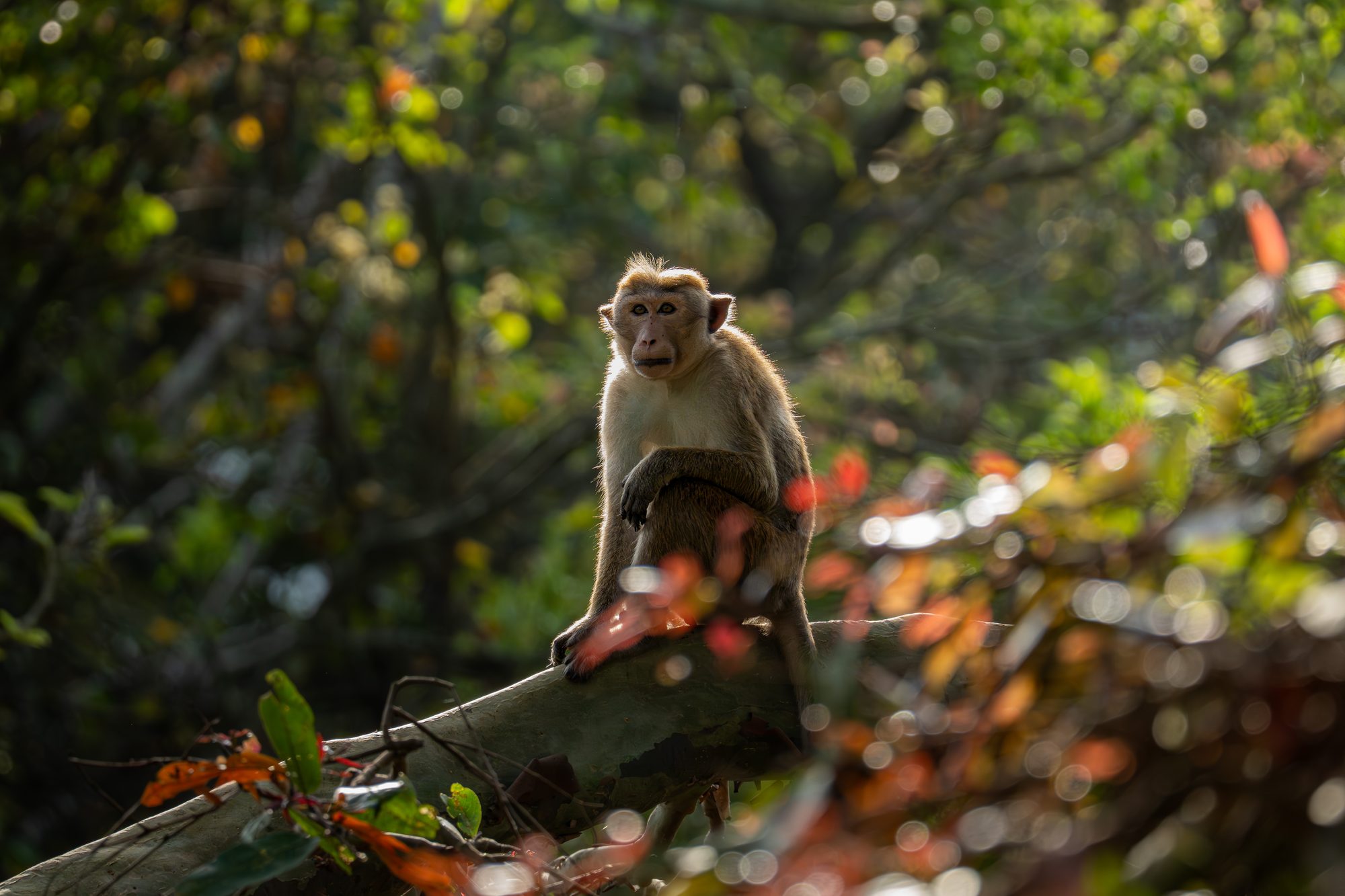 Macaque à toque, Sri Lanka