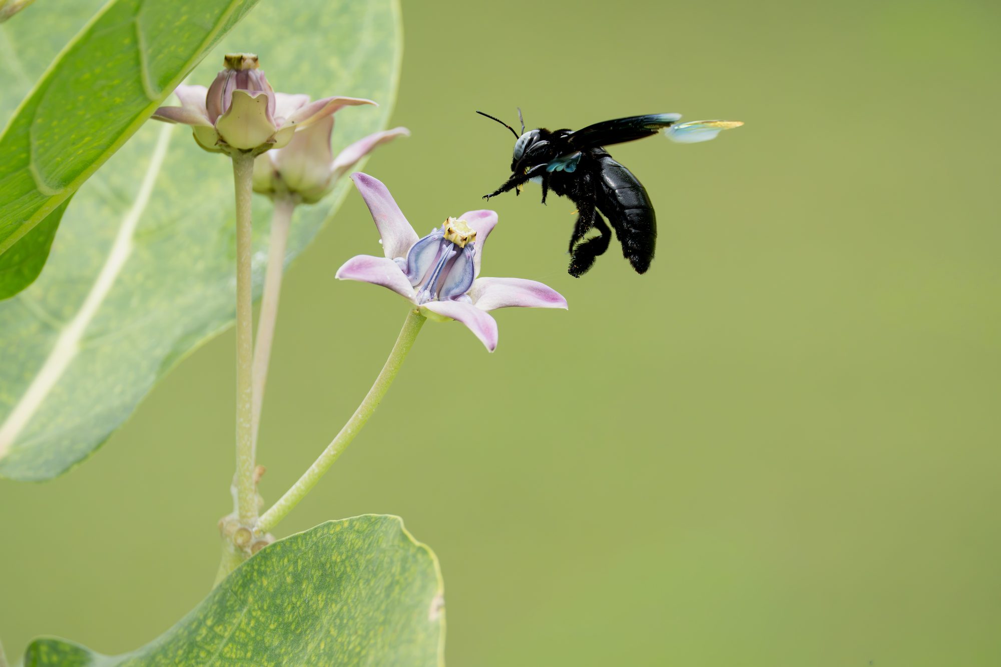 Abeille charpentière (Xylocopa), Sri Lanka
